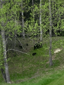 Bears-on-Golf-Course
